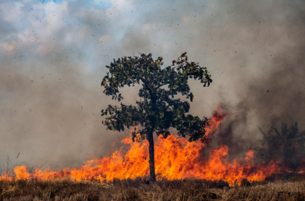 E possível prevenir incendios florestais?