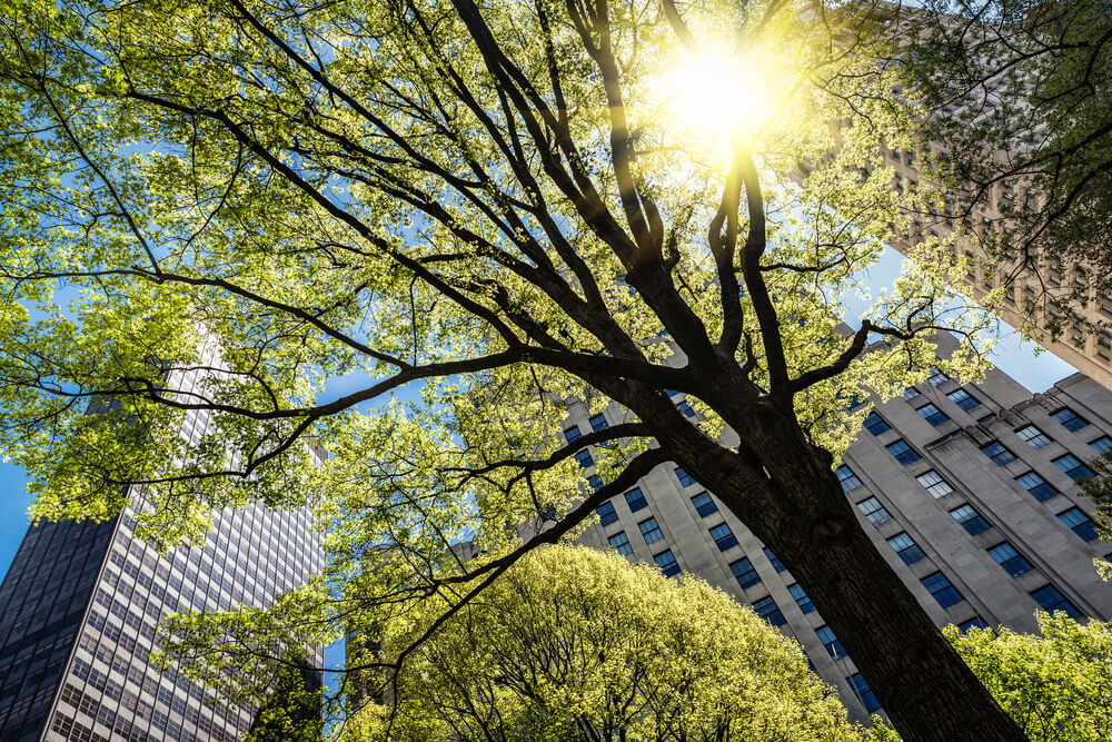 Qual a importância da arborização urbana?